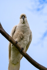 Sulphur-crested Cockatoo Resting on Branch Against Blue Sky © Tong