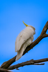 Sulphur-crested Cockatoo Looking Directly at Camera on Tree Branch © Tong