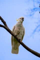 Sulphur-crested Cockatoo Perched on Branch with Blue Sky Background © Tong