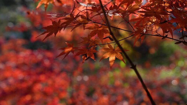 風に揺れる紅葉を撮影した4Kスローモーション動画