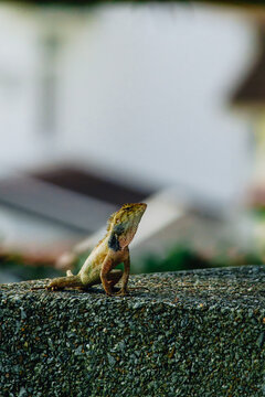 green lizard on a cement bench