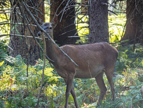 Biche debout dans une for&ecirc;t de conif&egrave;res