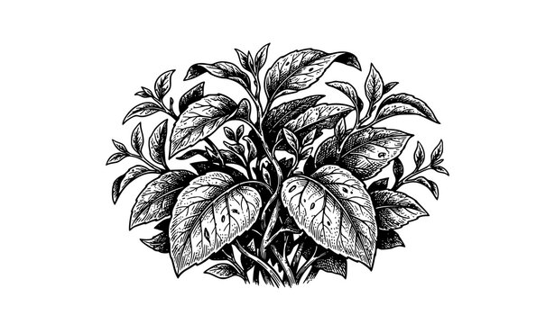 Dense cluster of leafy foliage with detailed veins, hand drawn engraving style vintage botanical illustration