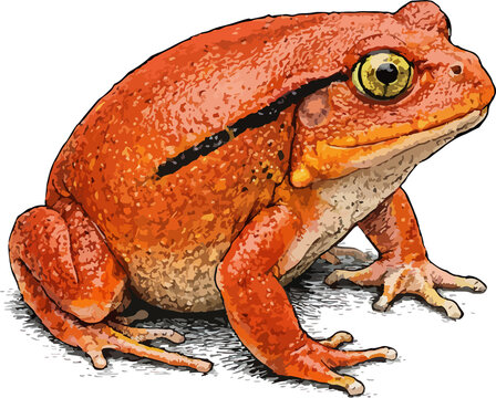 Dyscophus antongilii illustration art