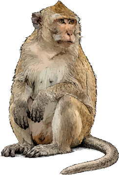 Macaca fascicularis illustration art