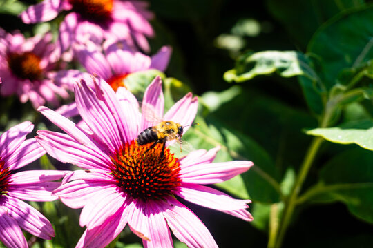 Bee Pollinating Pink Coneflower in Sunny Garden