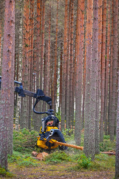 Logging Timber Harvesting  Forest Machine