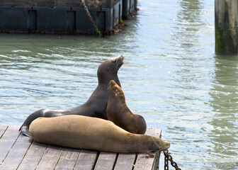 Fototapeta premium Sea Lions hauled out on wood walkway for boat docks. Rather than remain in the water, pinnipeds haul-out onto land or sea-ice for reasons such as reproduction and rest.