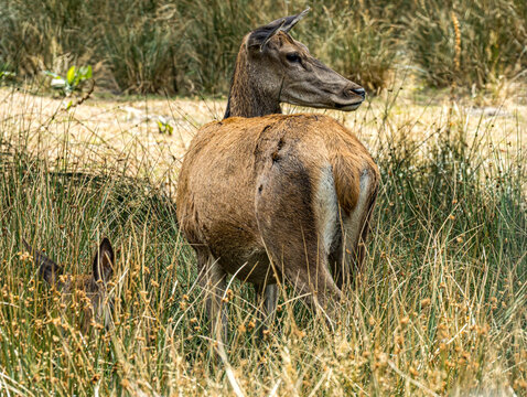 Biche couch&eacute;e au sol, t&ecirc;te tourn&eacute;e vers l'arri&egrave;re
