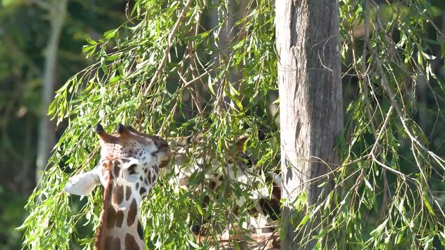 Giraffe in dynamic full motion footage capturing its graceful neck as it eats lush green leaves from tree on sunny day.