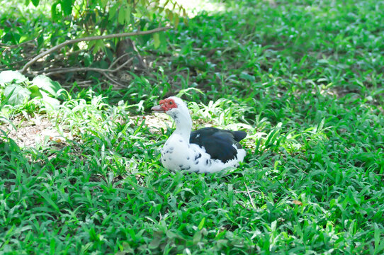 Muscovy Duck or white and black duck