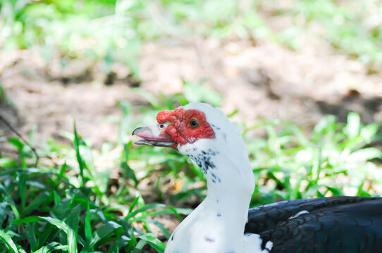 Muscovy Duck or white and black duck