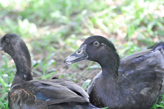 Cayuga duck or black duck