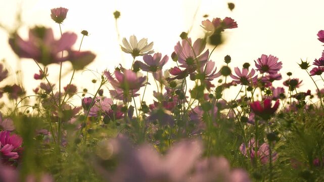 夕方のコスモス畑を逆光で撮影した4Kスローモーション動画	
