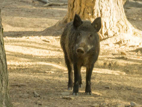 Sanglier face &agrave; l'objectif dans un sous-bois ensoleill&eacute;