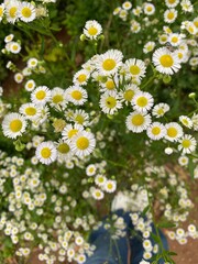 Fototapeta premium Seeing daisies reminds me of G-dragon 