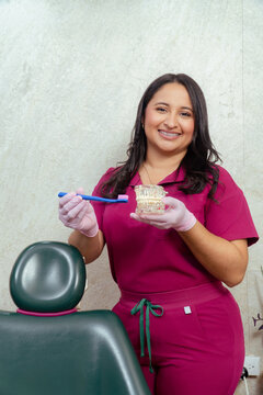 Female dentist showing teeth anatomy for oral hygiene