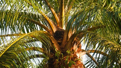 Oil palm tree with fresh fruit bunch in a tropical plantation under warm sunlight. © Dohoy