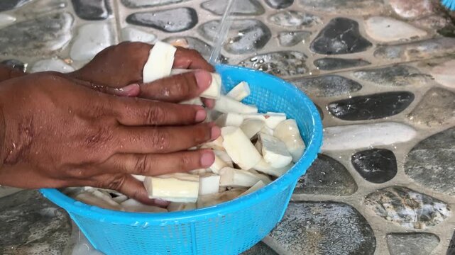 An Asian man is washing cassava (Manihot esculenta) under running water to remove residual dirt before cooking.