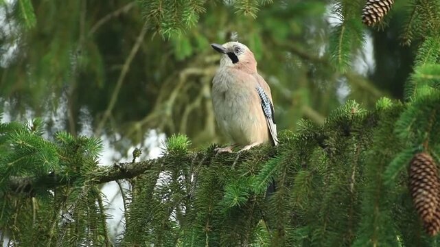 Eurasian jay bird perched on a pine tree branch