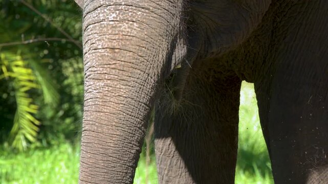 Elephant close up using trunk to eat grass in sunny tropical environment.