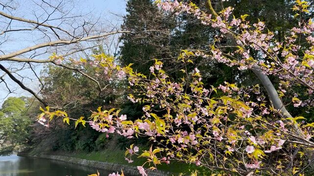 Gentle breeze rustles branches of blooming cherry tree with pink flowers over calm water.