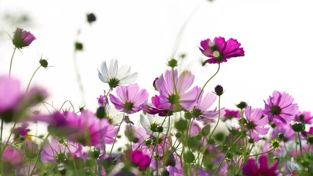 夕方のコスモス畑を逆光で撮影した4Kスローモーション動画	
