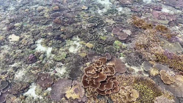 Healthy corals are exposed during low tide at the edge of Sangalaki Island in the scenic Derawan Archipelago of East Kalimantan, Indonesia. This area harbors extraordinary marine biodiversity.