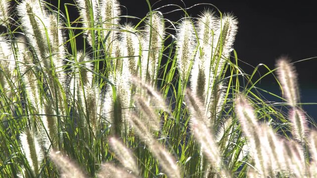 Foxtail grass gently sways in soft sunlight with warm light filtering through, creating a serene and peaceful natural scene.