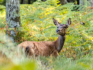Biche debout, alerte dans une clairière dorée © Ludovic