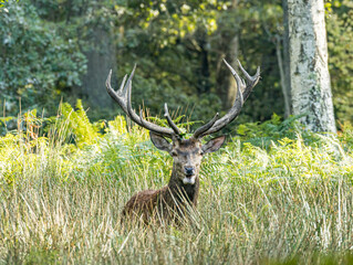 Cerf élaphe face à l'objectif dans une clairière herbeuse © Ludovic