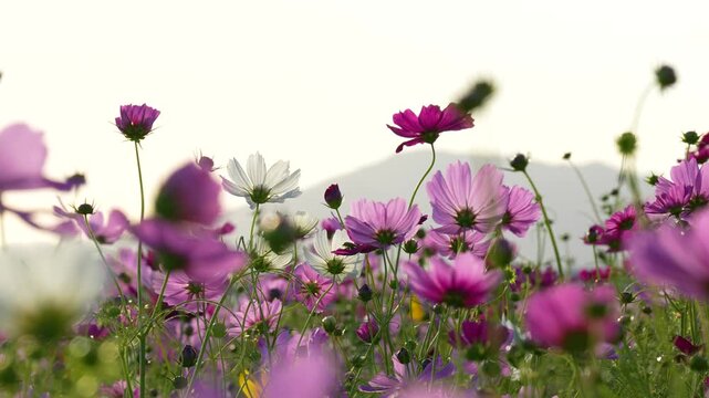 夕方のコスモス畑を逆光で撮影した4Kスローモーション動画	
