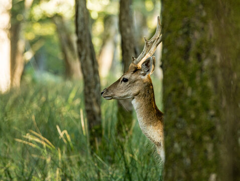 Jeune daim aux petits bois entre les arbres