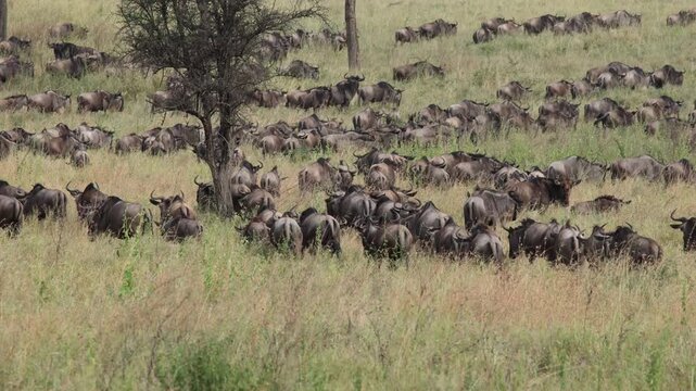 Large herd of wildebeest grazing in the vast african savanna
