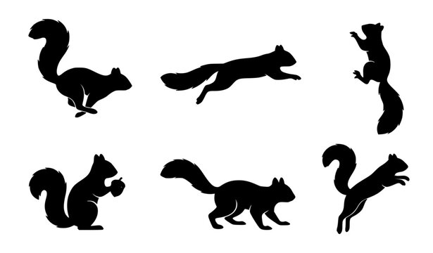 Six black squirrel silhouette illustrations showing running jumping climbing and standing movements