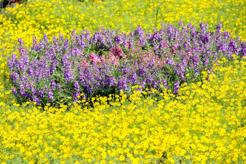 Obraz premium Purple salvia blooming in the middle yellow melumpodium flower field