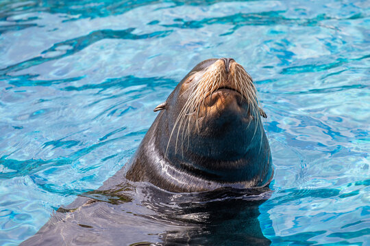 detail of swimming sea lion in the water