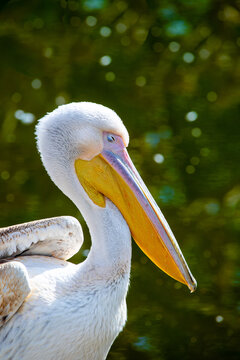 detail of pelican watching the surrounding