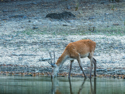 Cerf &eacute;laphe s'abreuvant &agrave; un point d'eau