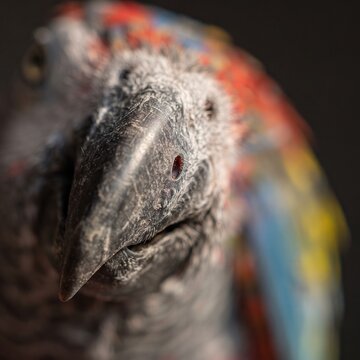 Extreme close-up of a colorful parrot beak and face with feathers