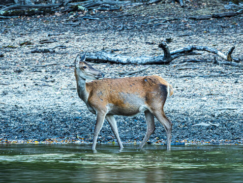 Biche marchant, queue relev&eacute;e, fond rocheux