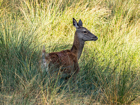Biche et faon debout dans les herbes hautes