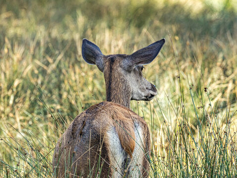 Biche au regard alerte dans les hautes herbes