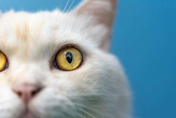 White cat face closeup striking golden eyes soft white fur pink nose vivid blue background highlighting feline beauty curiosity detailed natural features © JP.Studio