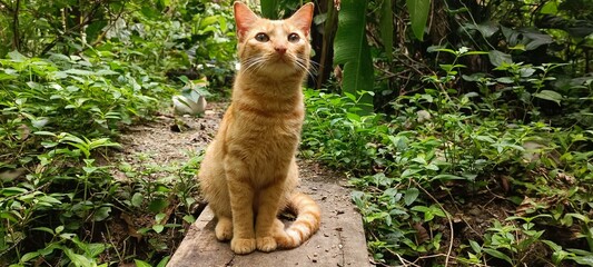 Portrait of a fluffy ginger cat sitting outdoors surrounded by green nature © adriana