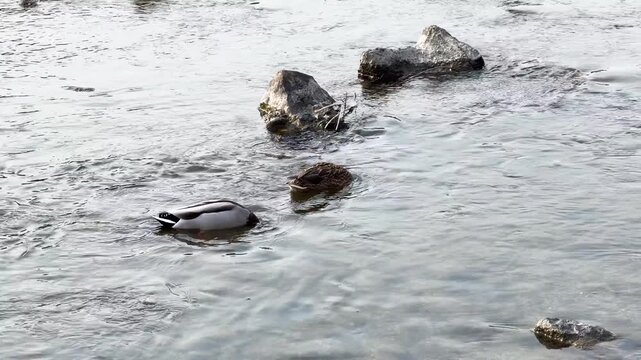 Two ducks swim in shallow river water with rocks and flowing current motion.
