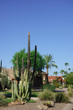 Pachycereus pringlei, Mexican giant cardon cactus growing in a suburban residential front yard under a clear blue sky, Phoenix, Arizona