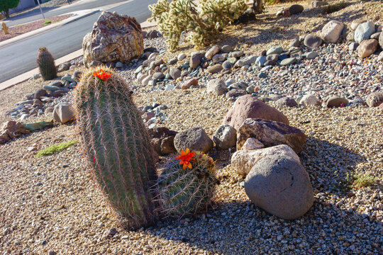Ferocactus wislizeni, fishhook barrel cactus plants blooming orange flowers in a desert residential front yard rock garden, Phoenix, AZ; backlit shot