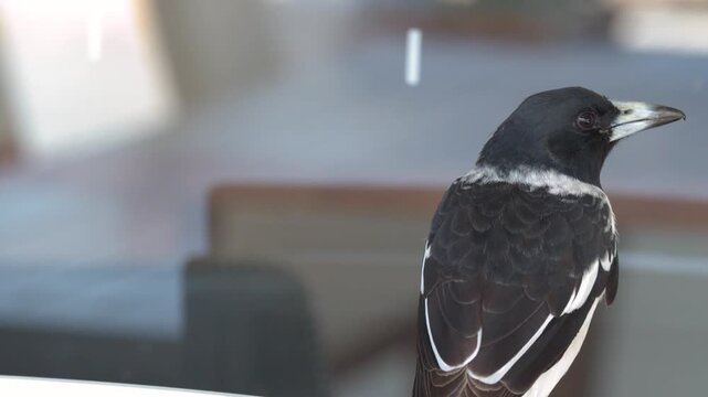 Australian magpie turns head to look around outdoors showing black and white feathers.