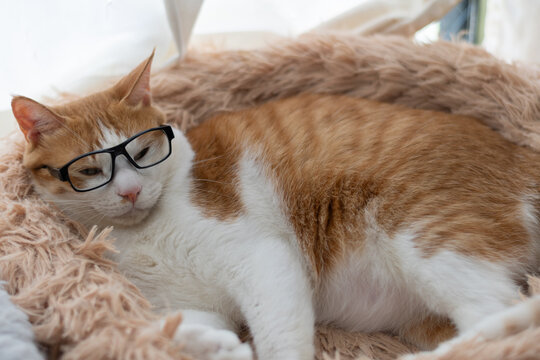 窓辺で眠る眼鏡をかけた猫　茶トラ白	